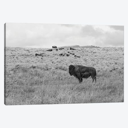 Montana High Prairie Bison Canvas Print #AHD405} by Ann Hudec Canvas Art Print