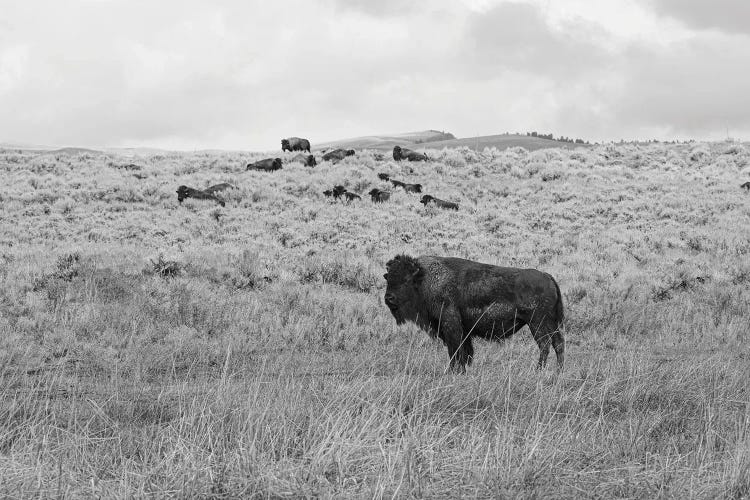 Montana High Prairie Bison