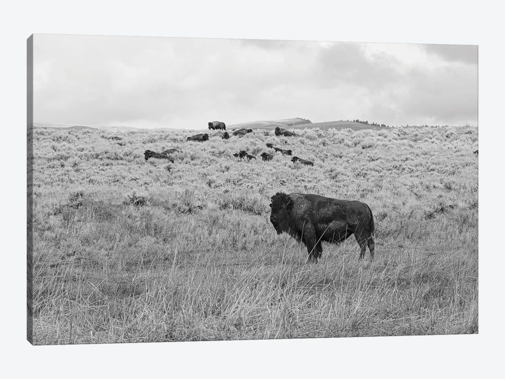 Montana High Prairie Bison by Ann Hudec 1-piece Canvas Art