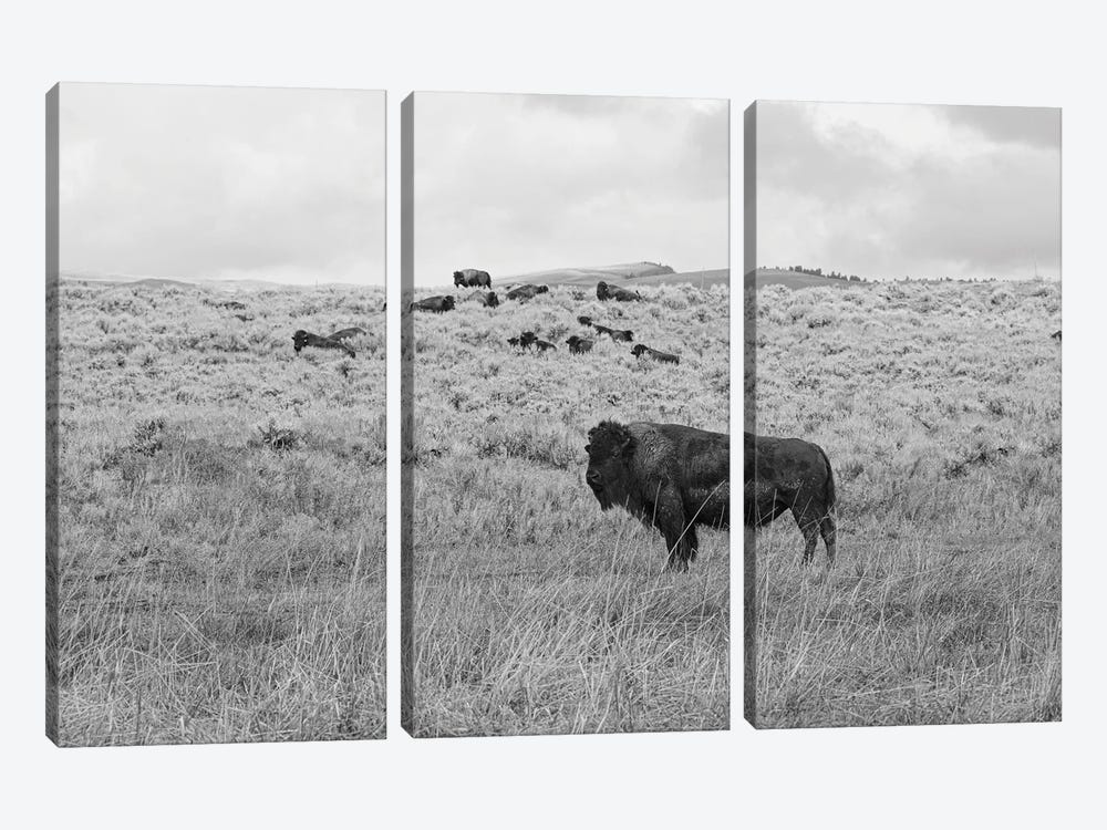 Montana High Prairie Bison by Ann Hudec 3-piece Canvas Art
