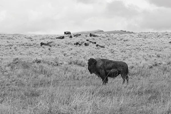 Ann Hudec: Montana High Prairie Bison by Ann Hudec