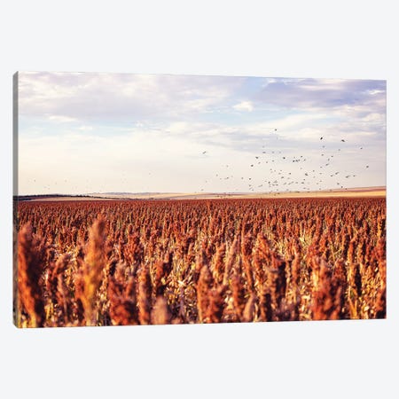 Autumn In South Dakota, Farm Field With Blackbirds Canvas Print #AHD407} by Ann Hudec Canvas Art Print