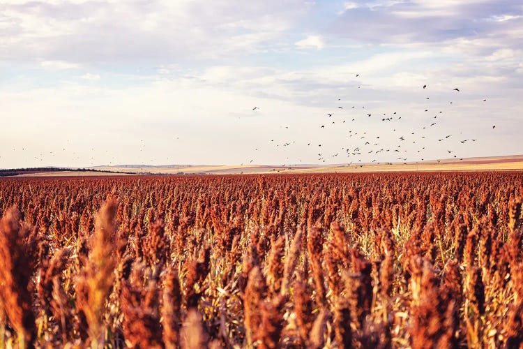 Autumn In South Dakota, Farm Field With Blackbirds