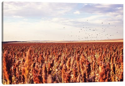 Autumn In South Dakota, Farm Field With Blackbirds Canvas Art Print - Ann Hudec