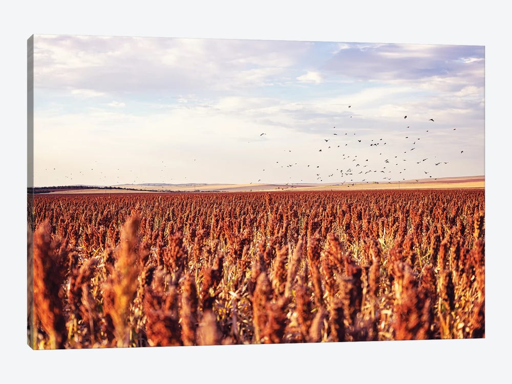 Autumn In South Dakota, Farm Field With Blackbirds by Ann Hudec 1-piece Canvas Wall Art