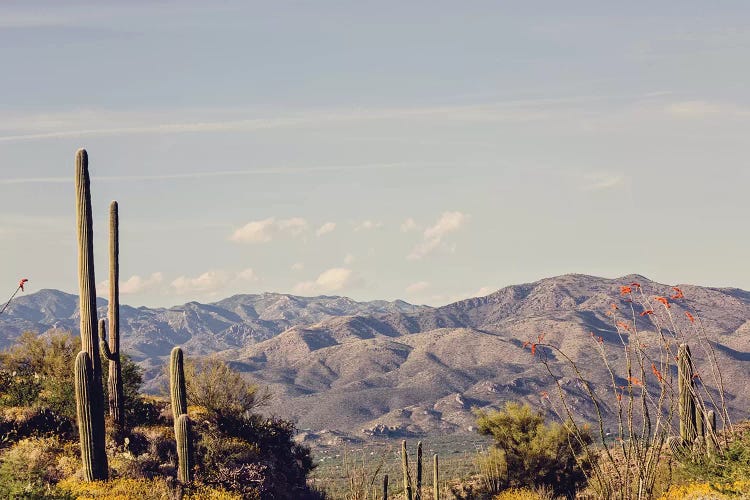 Desert Road by Ann Hudec wall art