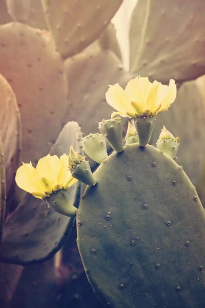 Ann Hudec: Desert Rose by Ann Hudec