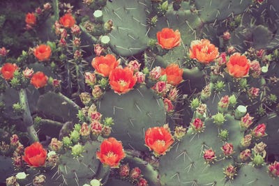 Desert Rose by Ann Hudec framed wall art