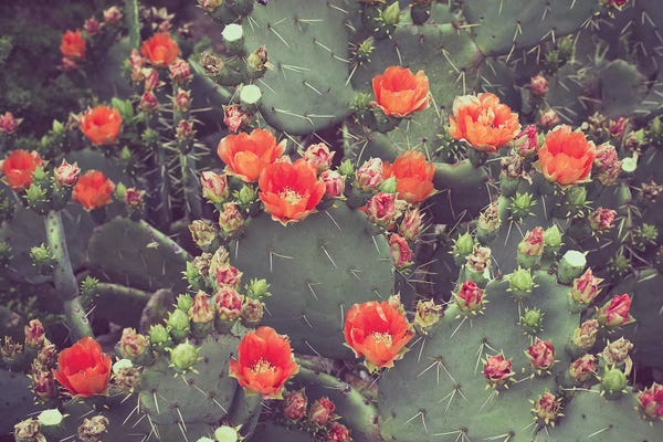 Ann Hudec: Desert Rose by Ann Hudec