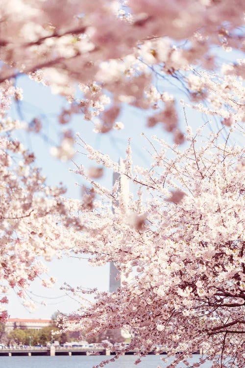 Washington DC Cherry Blossoms V