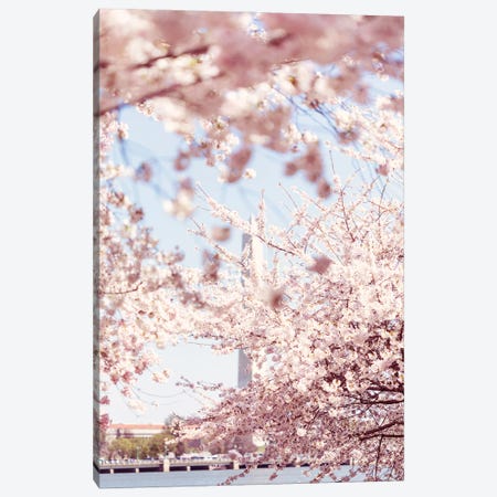Washington DC Cherry Blossoms V Canvas Print #AHD459} by Ann Hudec Art Print