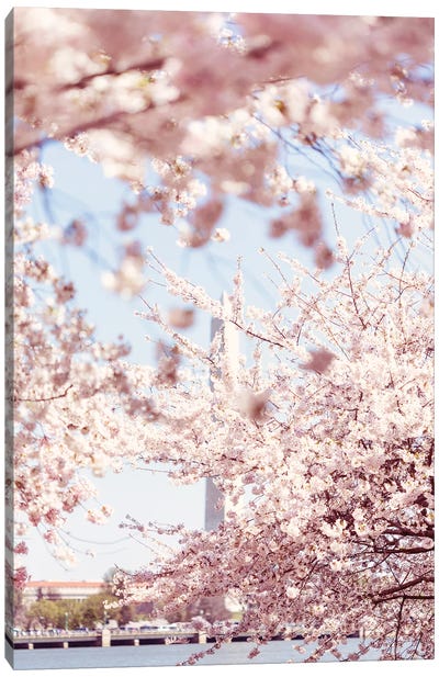Washington DC Cherry Blossoms V Canvas Art Print - Cherry Blossom Art