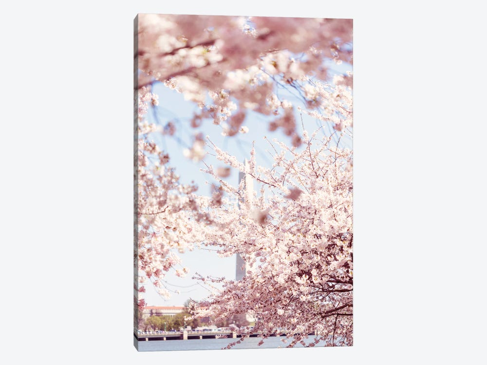 Washington DC Cherry Blossoms V by Ann Hudec 1-piece Canvas Print