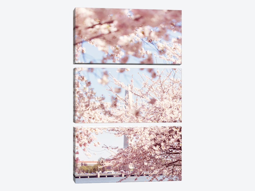 Washington DC Cherry Blossoms V by Ann Hudec 3-piece Canvas Art Print