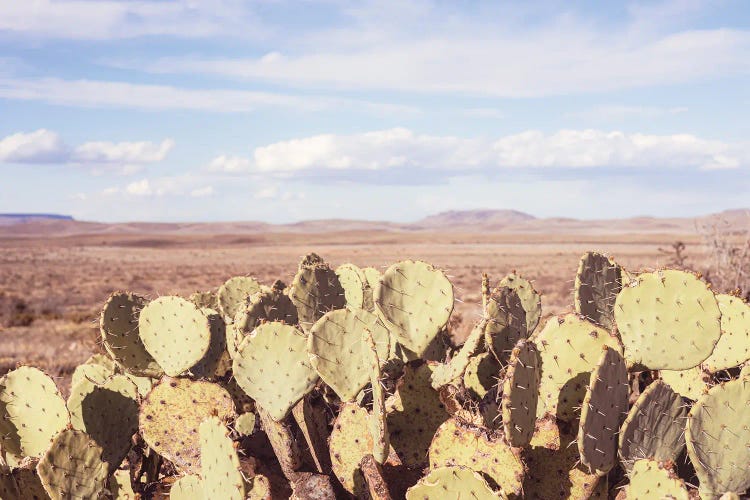 Cacti And Cowboys - West Texas Landscape