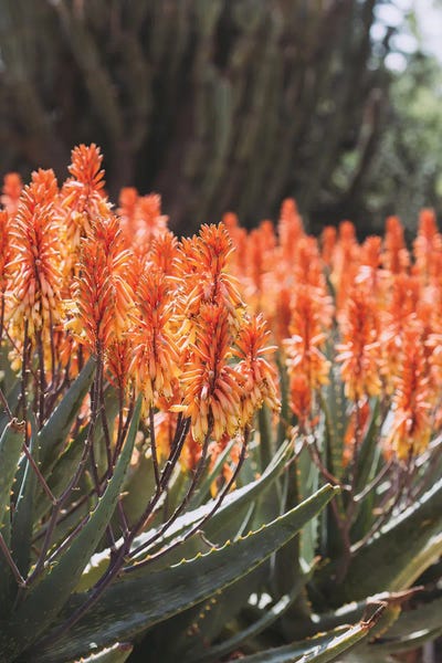 Ann Hudec: California Coastal Aloe by Ann Hudec