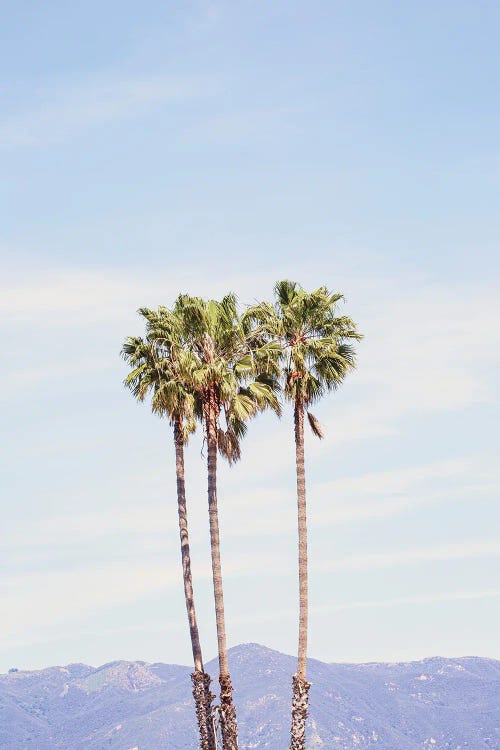 Santa Barbara California Palms by Ann Hudec wall art
