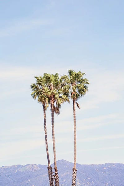 Ann Hudec: Santa Barbara California Palms by Ann Hudec