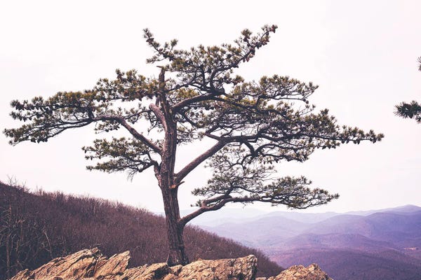 Ann Hudec: Shenandoah Valley Virginia Landscape by Ann Hudec