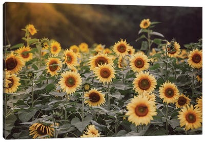 Field Of Gold I Canvas Art Print - Vintage Styled Photography
