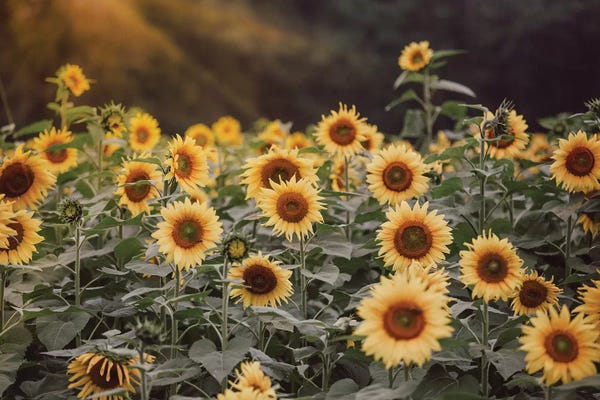 Ann Hudec: Field Of Gold I by Ann Hudec