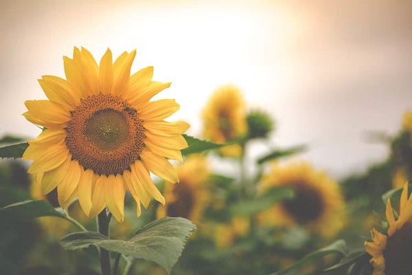 Ann Hudec: Field Of Gold II by Ann Hudec