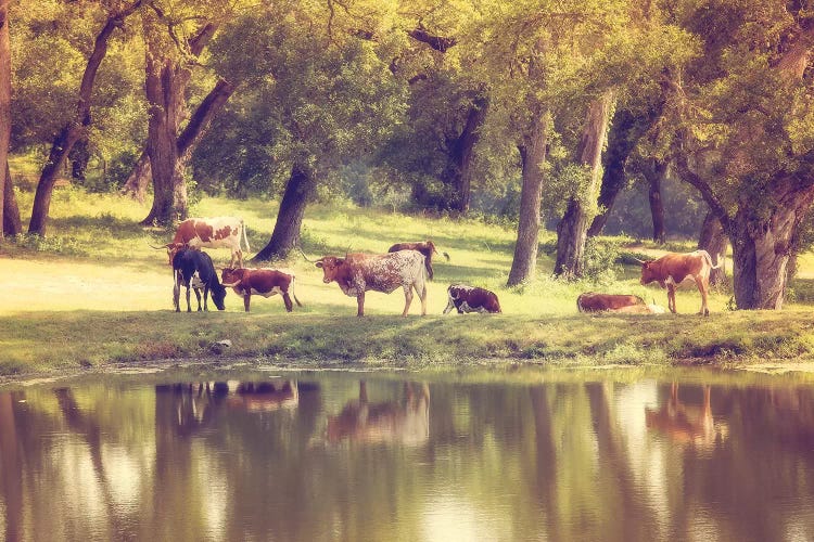 Hillcountry Afternoon by Ann Hudec wall art