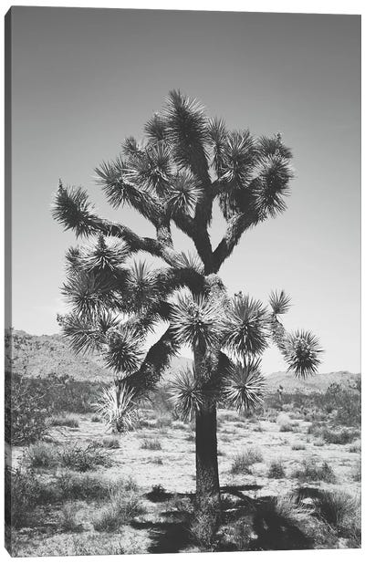 Joshua Tree I Canvas Art Print - Desert Landscape Photography