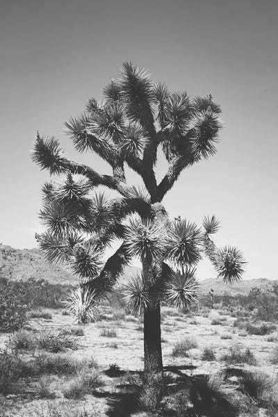 Ann Hudec: Joshua Tree I by Ann Hudec
