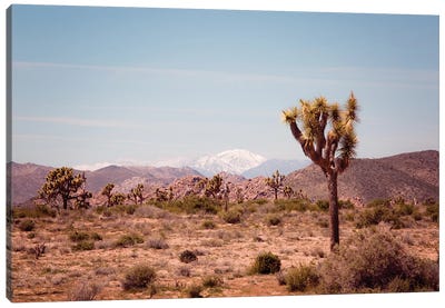 Joshua Tree II Canvas Art Print - Desert Landscape Photography