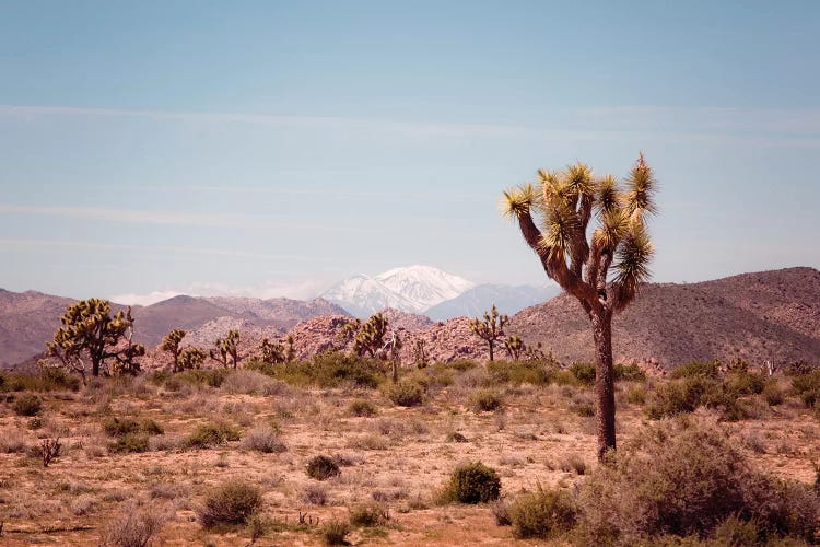 Joshua Tree II by Ann Hudec wall art