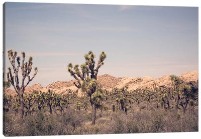 Joshua Tree III Canvas Art Print - Desert Landscape Photography