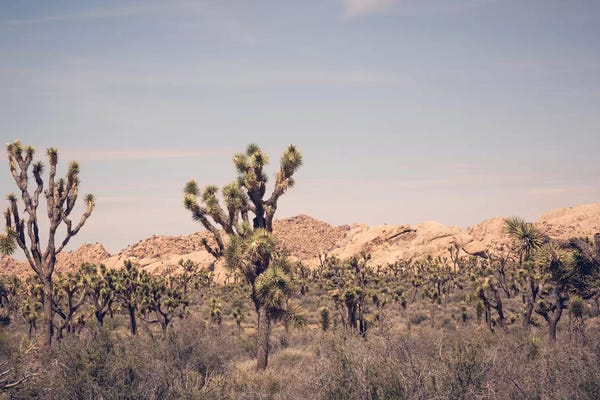 Ann Hudec: Joshua Tree III by Ann Hudec