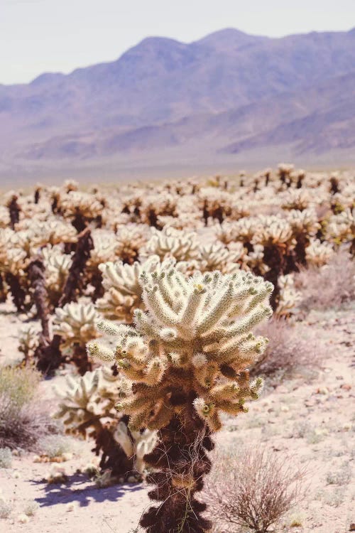 Joshua Tree IV