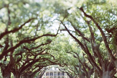 Louisiana by Ann Hudec framed wall art