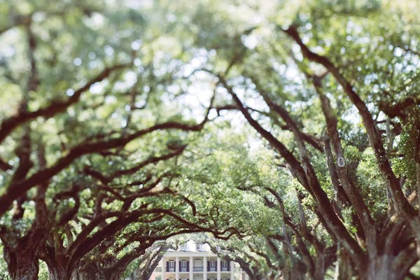 Ann Hudec: Louisiana by Ann Hudec