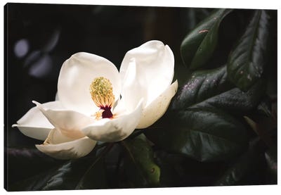 Magnolia I Canvas Art Print - Vintage Styled Photography