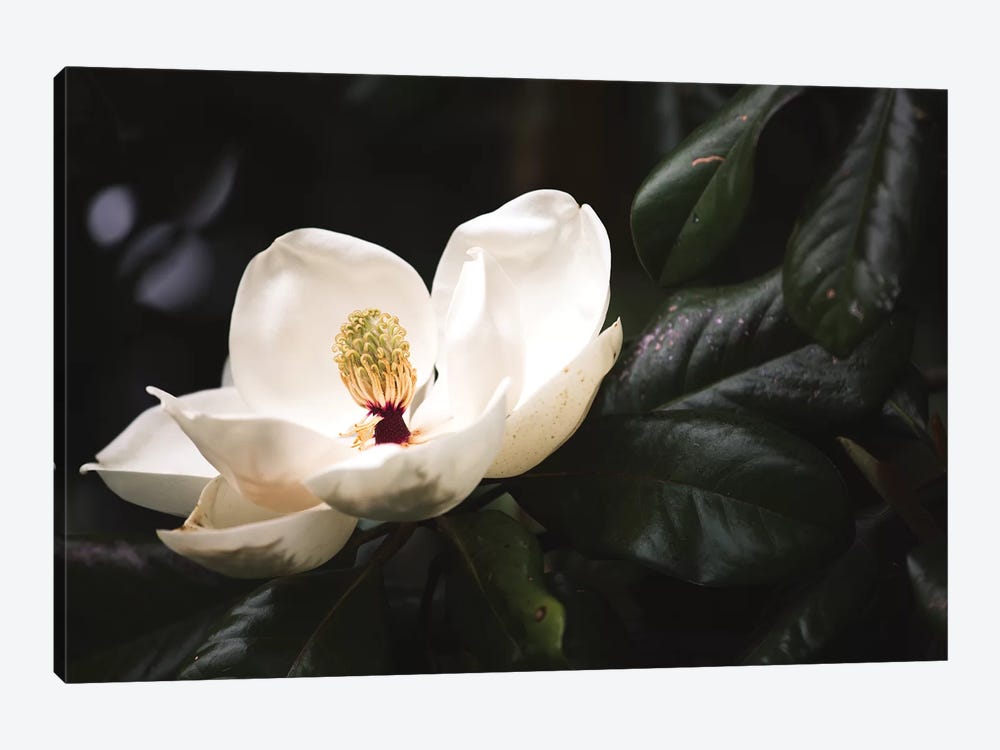 Magnolia I by Ann Hudec 1-piece Canvas Print