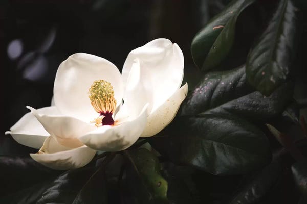 Ann Hudec: Magnolia I by Ann Hudec