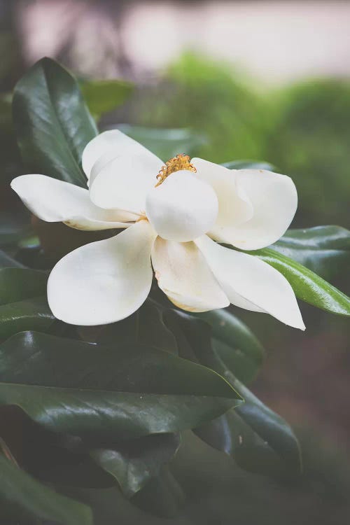 Magnolia II by Ann Hudec wall art