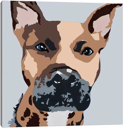Prince The Pit On Gray Canvas Art Print - Pit Bull Art