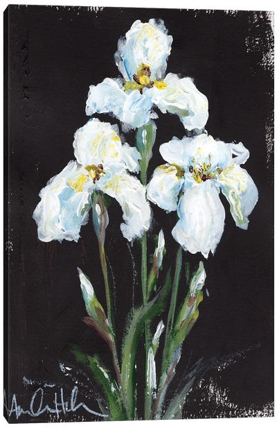 Contrasting Irises Canvas Art Print - Iris Art