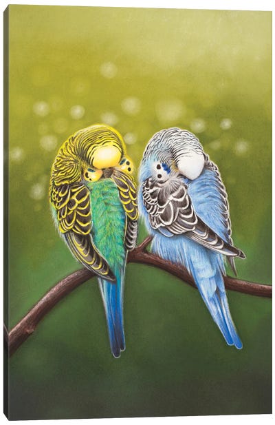 Budgie Siesta Canvas Art Print - Parakeet Art
