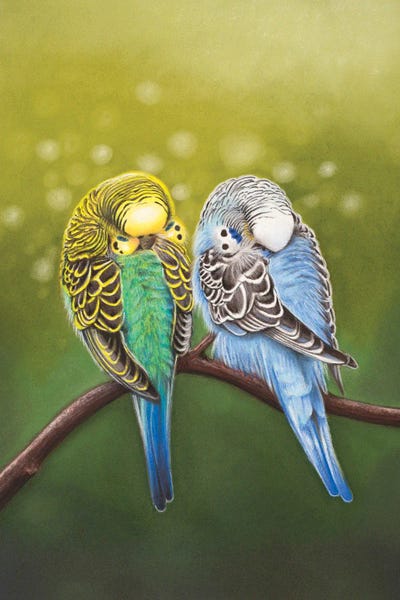 Love Birds: Budgie Siesta by Ann Hutchinson