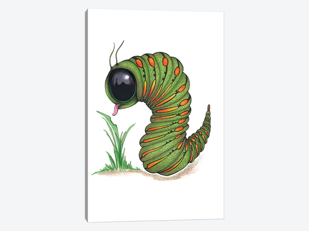 Caterpillar Big Eye by Ann Hutchinson 1-piece Canvas Art Print