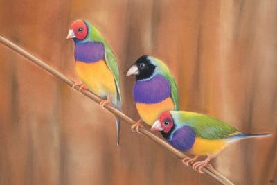 Gouldian Chat by Ann Hutchinson canvas print