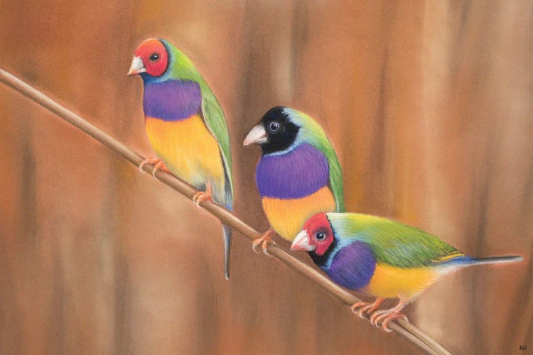 Gouldian Chat by Ann Hutchinson wall art