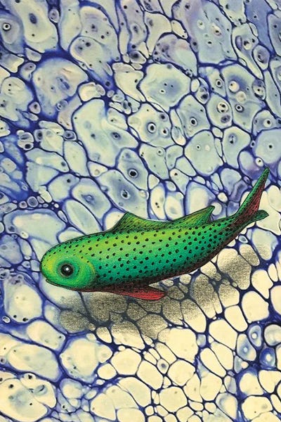 Koi: In The Shallows by Ann Hutchinson