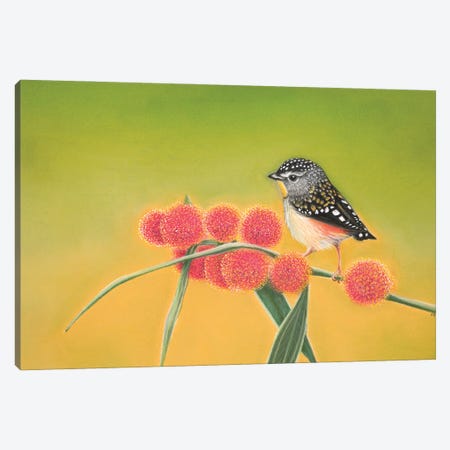 Little Spotted Pardalote Canvas Print #AHT50} by Ann Hutchinson Canvas Print