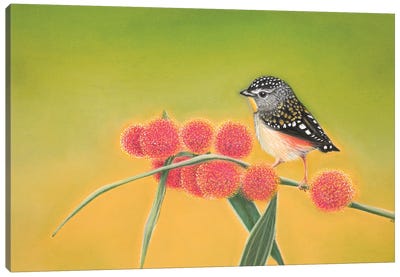 Little Spotted Pardalote Canvas Art Print - Yellow Art